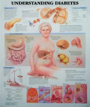 ANATOMICAL CHARTS